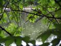 Mártély - Holt-Tisza