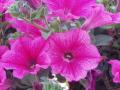 Petunia