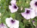 Petunia