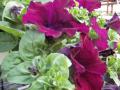 Petunia