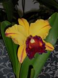 Orchidea